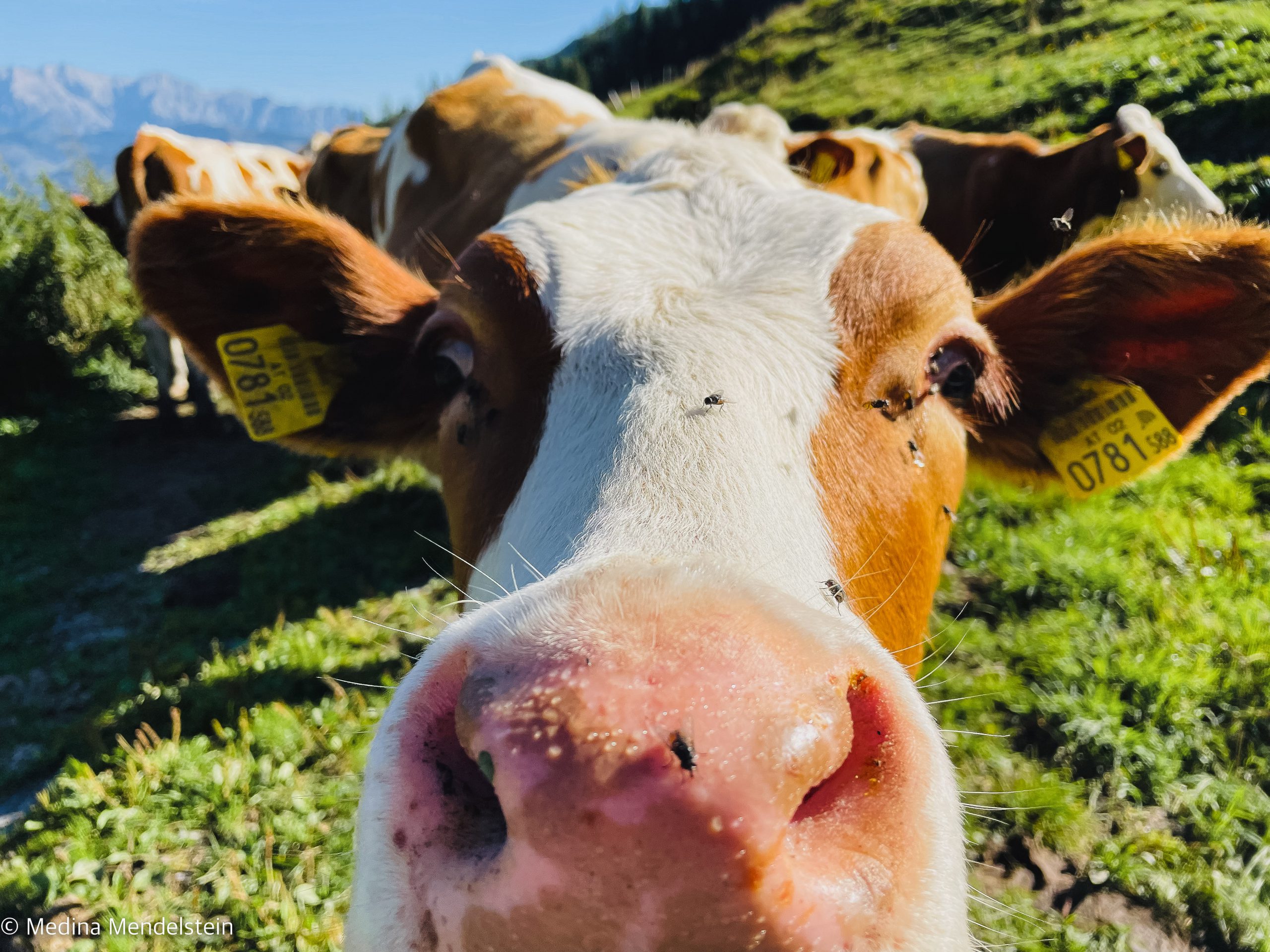 Bauernhof Camping in den Alpen. Nahaufnahme einer Kuh, die an der Kamera schnuppert.