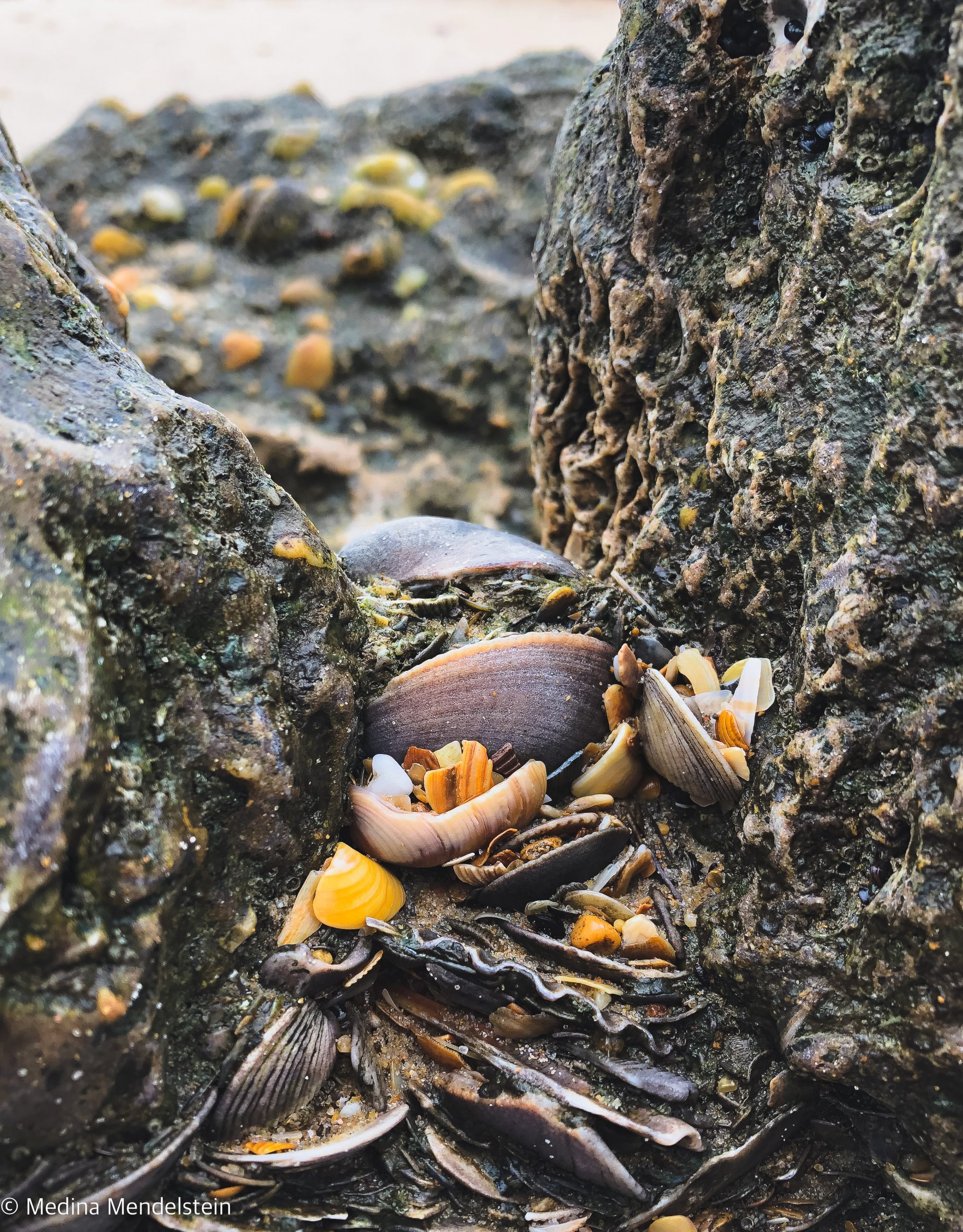 Fotografie aus Spanien, Europa: Muscheln die aufgeschichtet zwischen zwei Steinen liegen.
