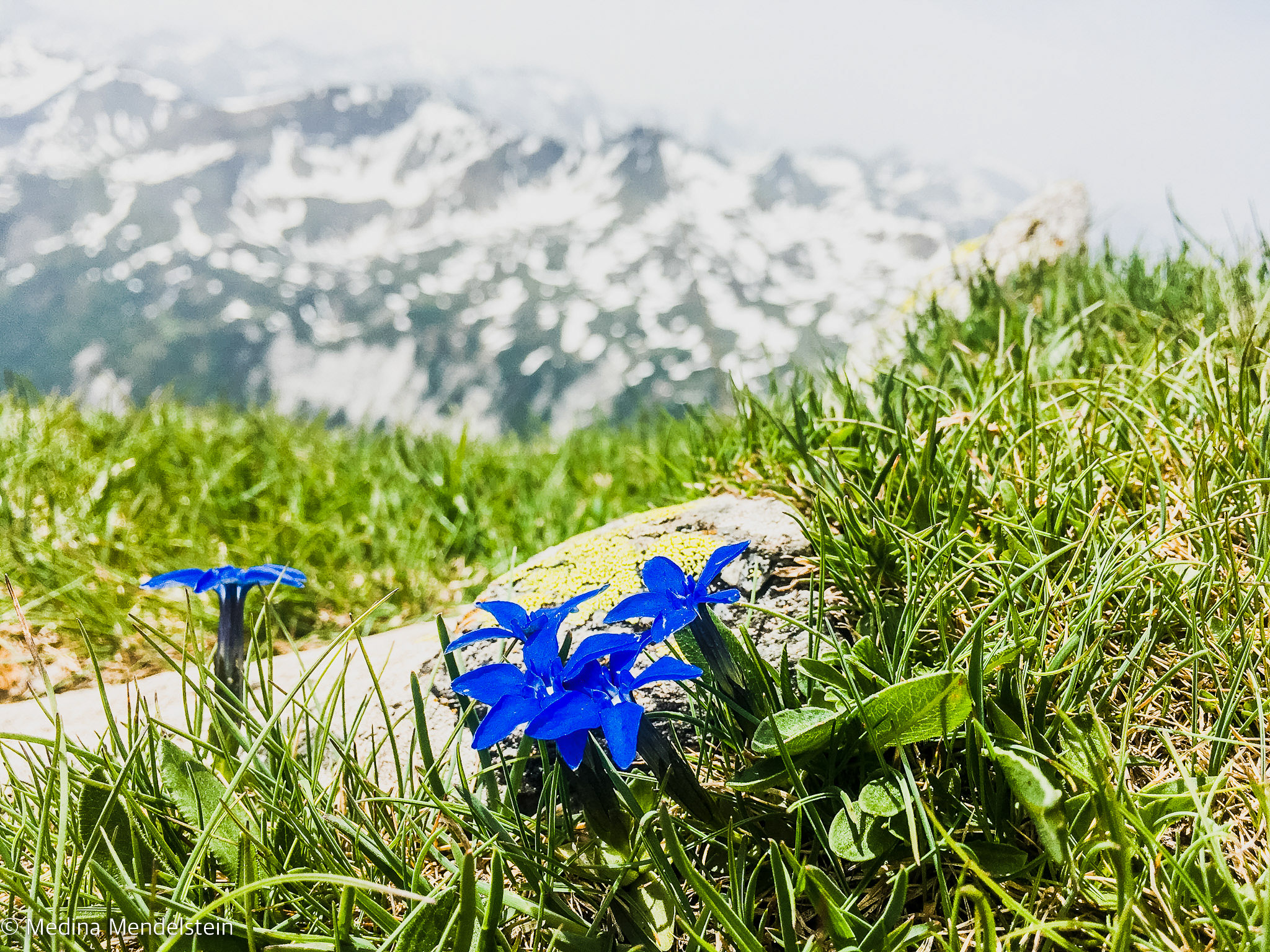 Alpen: Im Vordergrund Alpenveilchen auf einer grünen Wiese. Im Hintergrund schneebedeckte Berge.